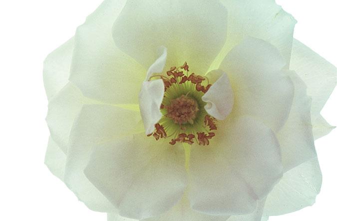 StillLife Photo 1